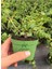 Masa Ofis Çiçeği 1 Adet Saksılı Yeşim Çiçeği 10-15CM(CRASSULA) 2