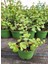 Masa Ofis Çiçeği 1 Adet Saksılı Yeşim Çiçeği 10-15CM(CRASSULA) 3