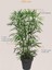 Yapay Bambu Ağacı 130 cm 2