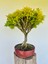 Buxus Harlandii Bonsai 1