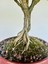 Buxus Harlandii Bonsai 2