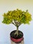 Buxus Harlandii Bonsai 3