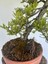 Ardıç Bonsai 3