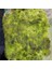 Atakan Petshop Marimo Moss Carpet 10X10 Canlı Bitki 1