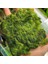 Atakan Petshop Marimo Moss Carpet 10X10 Canlı Bitki 2