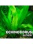 Echinodorus Bleheri Saksı Canlı Bitki 2