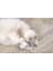 Kedi Oyuncağı, Dondurma ve Kek Şeklinde, Peluş, Kediotlu 7cm 1