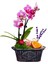 Vintage Flowers Phalaenopsis Orkide &flowers Kayık Beton Saksıda Mini Mor Orkide Çiçeği Hediye Canlı 1