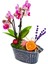 Vintage Flowers Phalaenopsis Orkide &flowers Kayık Beton Saksıda Mini Mor Orkide Çiçeği Hediye Canlı 3