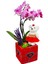 Teddy Phalaenopsis & Siyah Kalpli Kırmızı Beton Saksıda Ayıcık Orkide Çiçeği Sevgiliye Hediye Bitki 1