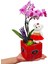 Teddy Phalaenopsis & Siyah Kalpli Kırmızı Beton Saksıda Ayıcık Orkide Çiçeği Sevgiliye Hediye Bitki 2