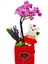 Teddy Phalaenopsis & Siyah Kalpli Kırmızı Beton Saksıda Ayıcık Orkide Çiçeği Sevgiliye Hediye Bitki 3