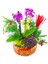 Red Gold Phalaenopsis & Kırmızı Gül Saksıda Mini Mor Orkide Çiçeği Yeni Yıl Konseptli Canlı Hediye 2