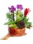 Red Gold Phalaenopsis & Kırmızı Gül Saksıda Mini Mor Orkide Çiçeği Yeni Yıl Konseptli Canlı Hediye 3