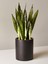 Dekoratif Salon Çiçeği Yeşil Kılıç Canlı Bitki 20CM-40CM 1