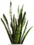 Dekoratif Salon Çiçeği Yeşil Kılıç Canlı Bitki 20CM-40CM 2