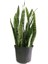 Dekoratif Salon Çiçeği Yeşil Kılıç Canlı Bitki 20CM-40CM 3