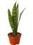 Kılıç Bitkisi Iç Mekan 1 Adet Saksılı 15-25CM(Sanseveria Trifasciata) 2
