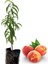 Şeftali Fidanı 1 ADET Saksılı 50-70Cm(Peach) 3