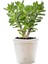 Bonsai Crassula Ovata Para Ağacı Yeşim 10CM Saksıda Büyük Boy 1