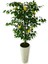 Yapay Ağaç Limon Ağacı 170 cm 56X30X20 Beyaz Kumsal Saksı 2