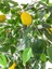 Yapay Ağaç Limon Ağacı 170 cm 56X30X20 Beyaz Kumsal Saksı 4