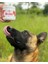 Zeyn Collagen 400 gr Kedi ve Köpekler Için Kas, Kıkırdak ve Tüy Sağlığı Multivitamin Gıda Takviyesi 2