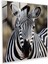 Doğanın Çizgileri Cam Baskı - Zebra, Modern Sanat, Duvar Dekorasyonu, Ev Dekorasyonu, 30X30 1