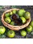 Tüplü Black Sapote (Çikolata Meyvesi) Fidanı 1