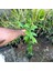 Tüplü Black Sapote (Çikolata Meyvesi) Fidanı 3