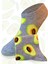 4 Çift Avokado Desenli Sneaker Çorap, Renkli Avakado Çorap, Avakadolu Patik Çorap 5