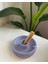 Palo Santo Tütsülük ve Palo Santo 3