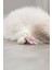 Kedi Oyuncağı, Kumaş Ayı, Kediotlu 12CM 3