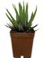 Haworthia Zebra Sukulent 1