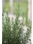 Rosemary Biberiye Fidanı 1 Adet 15-25 cm Rosemary 2