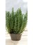 Rosemary Biberiye Fidanı 1 Adet 15-25 cm Rosemary 3