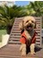 Organik Pamuk Kumaş Köpek Bornozu Kiremit 1