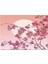 STW03646 Stili 45X75CM Japon Sakura Kiraz Çiçekleri Yatak Odası Için Halılar Modern Ev Oturma Odası Cumbalı Pencere Mat Için Geniş Alan Halı (Yurt Dışından) 3
