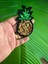 8x5 cm Ütü Ile Yapışan Pul Payetli Ananas Arma Dikiş Aksesuarı 2