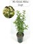 Cestrum Nocturnum Melisa Parfüm Çiçeği 1 Adet Saksılı 30-50CM+YEŞIM Çiçeği 1