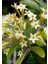 Cestrum Nocturnum Melisa Parfüm Çiçeği 1 Adet Saksılı 30-50CM+YEŞIM Çiçeği 3