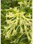 Cestrum Nocturnum Saksıda Melisa Çiçeği 30-60CM 1