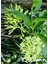 Yoğun Kokulu Melisa Çiçeği Saksılı 30-60CM (Cestrum Nocturnum) 1