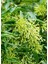 Yoğun Kokulu Melisa Çiçeği Saksılı 30-60CM (Cestrum Nocturnum) 3