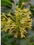 Yoğun Kokulu Gece Melisası Çiçeği 30-60CM (Cestrum Nocturnum) 1