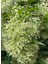 Gece Kokan Melisa Parfüm Çiçeği 1 Adet Saksıda (Cestrum Nocturnum) 1