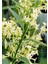 Cestrum Nocturnum Melisa Çiçeği Gece Sefası 30-60CM 3