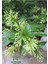 Melisa Kolanya Çiçeği Saksıda 30-60CM (Cestrum Nocturnum) 1