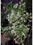 Melisa Çiçeği Fidanı Saksıda Bahçe Çiçeği 30-50CM (Cestrum Nocturnum) 3