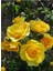 Kokulu Sarı Renk Gül Fidanı 1 Adet Saksıda 30-50CM (Yellow Rose) 1